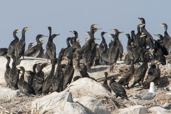 Cormorant on island